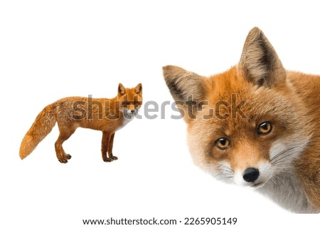  fox isolated on white background