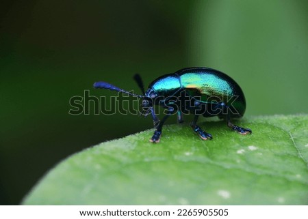 a unique little insect, perched on a leaf, basking in the sun

