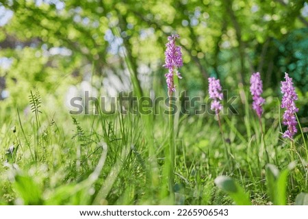 Green meadow in spring displays various specimens of Early Purple Spring Orchid (orchis mascula). Coaching images that evoke relaxing feelings and sensations.