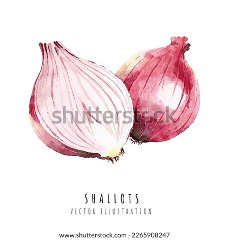 Shallots hand drawn watercolor painting isolated on white background Royalty-Free Stock Photo #2265908247