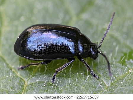 Insect macro photography in wild nature Royalty-Free Stock Photo #2265915637
