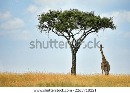 A giraffe stands alone beside a tree in the wilderness of Africa Royalty-Free Stock Photo #2265918221