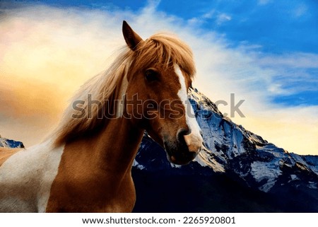 Amazing Mountain Horse picture Power Full Original