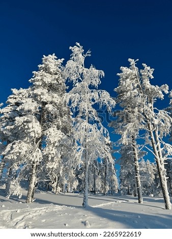 Vertical photo of polar landscape with snow-covered fir and birch forest, golden sunlight and blue sky at Mount Levi in Finnish Lapland