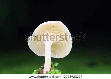 a small mushroom that lives in the wild, is very small and has a very unique shape