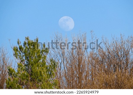 Full moon in daytime over tree branches