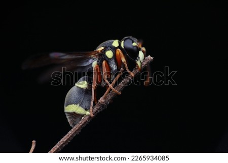 a small bee or wasp perched on a small twig, with a dark background behind it, basking in the sun

