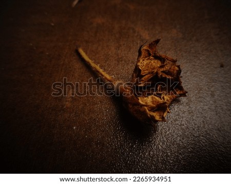 One stalk, a dried rose, fell to the ground