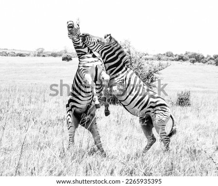 High key black and white image of fighting zebras.  Photographed in South Africa.