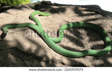 variegated Bush Snake (Philothamnus semivariegatus). A attractive, green, slim, agile bush dwelling snake. Native to both Central and Southern Africa. harmless, feeding on frogs, lizards and mice.