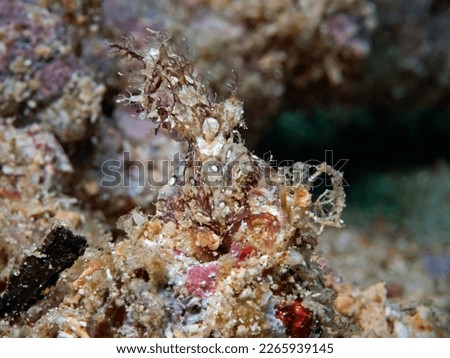 Hairy Octopus, rarely sighted (Octopus sp.)