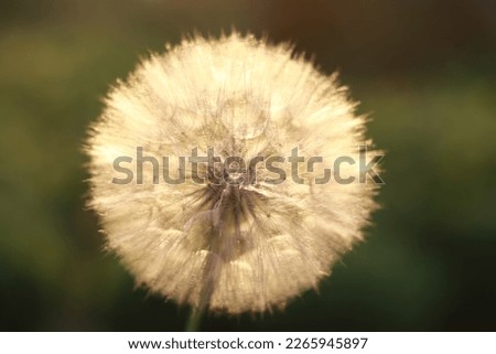 Fluffy Dandelion against sunset sun close up. Dandelion on a green background. Freedom to Wish. Abstract dandelion flower background. Seed macro closeup. Silhouette fluffy flower. Fragility