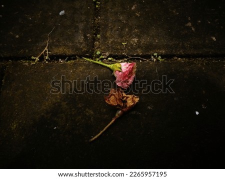 Two roses fell on the ground