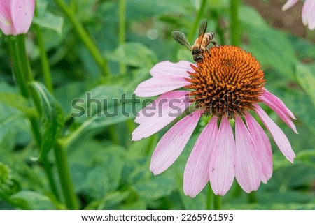 close up photo of a bee sucking honey on an Echinacea purpurea flower Royalty-Free Stock Photo #2265961595