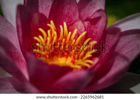 Pink pond Lily flower in summer