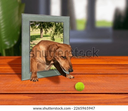 Ginger smooth haired dachshund dog jumping out picture frame to catch yellow ball on wooden table 3d effect with unfocused background