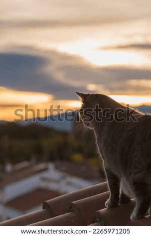 Cat in town beautiful sky background 