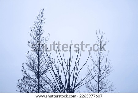 Photo of three dead trees.
