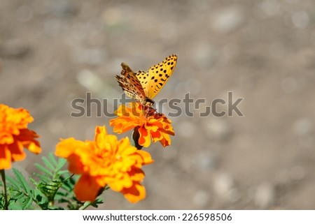 The Indian Fritillary (Argynnis hyperbius) or brush-footed colorful butterfly.