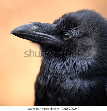 close up portrait of the young common raven 