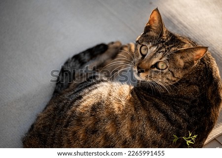 portrait of sleepy cat resting 