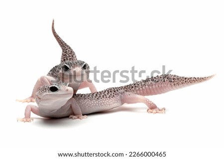 a pair of eublepharis macularius pied closeup on isolated background, Leopard gecko "eublepharis macularius" pied on isolated background, Eublepharis macularius pied