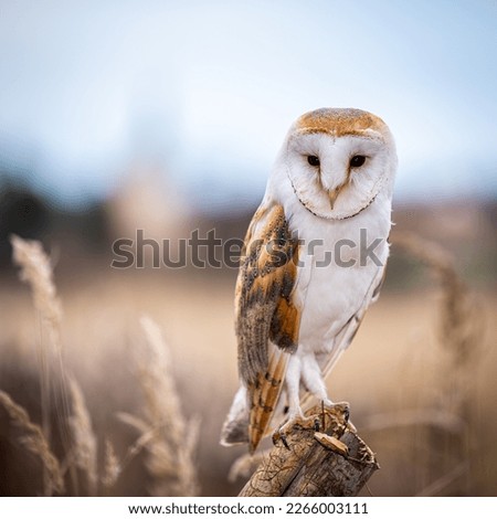 the barn owl sitting on a rest of pale