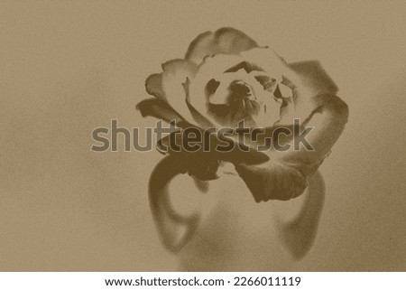 Rose flower in a vase, monochrono, sepia.

