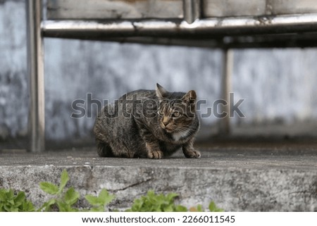 Little Cat animal Pet natural Background Kitten kitty Hunter Cute face portrait nature wildlife outdoor face young small watch wary keep calm careful