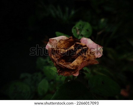 One stalk, dried rose, that lives on the tree