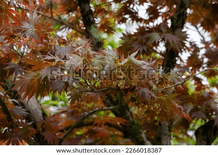 maple leaf red autumn sunset tree blurred background selective focus Royalty-Free Stock Photo #2266018387