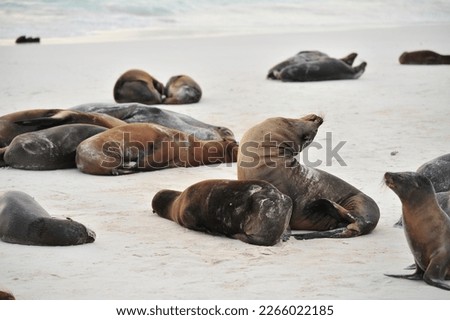 seals on white sand on a beach