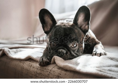 Cute French bulldog is on the sofa Royalty-Free Stock Photo #2266030707