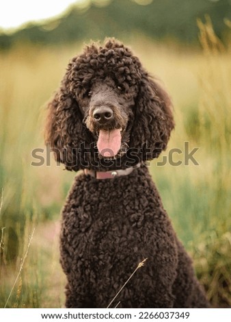 young Black poodle sitting in high grass in a forest near rucphen North Brabant Royalty-Free Stock Photo #2266037349