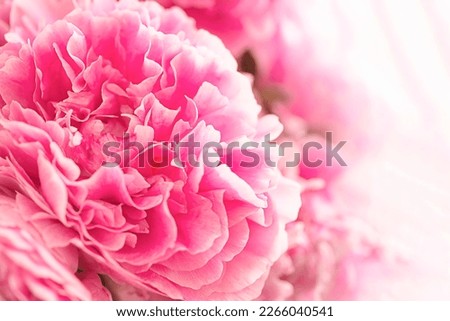 Beautiful pink peony flower macro