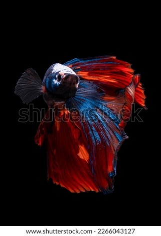 Betta fish are native to Asia, where they live in the shallow water of marshes, ponds, or slow-moving streams.