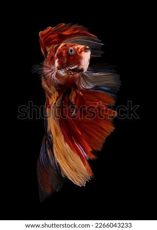 Betta fish are native to Asia, where they live in the shallow water of marshes, ponds, or slow-moving streams.