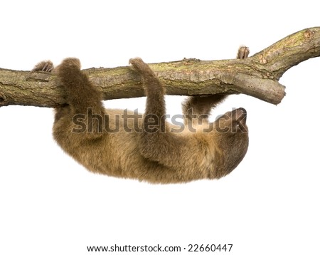 baby Two-toed sloth (4 months) - Choloepus didactylus in front of a white background