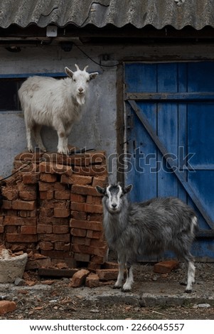 Two goats in the village unusual picture