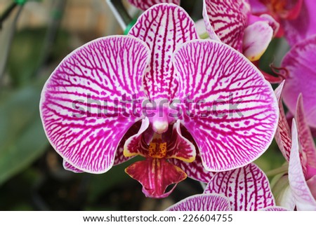 Close up Beautiful purple orchid background