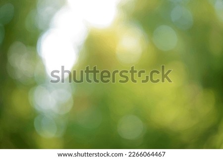 springtime backdrop. Defocused background, bokeh Image Of Trees At green Forest. Blurred tree picture. Spring time season. 