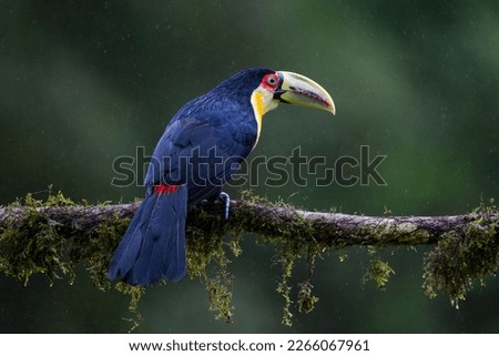 Red-breasted Toucan portrait on mossy stick on rainy day against green background