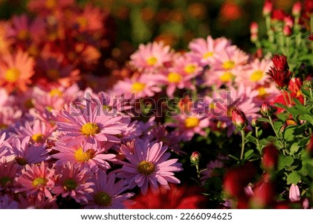 Asters in the garden. Pink  flowers background image.Close up