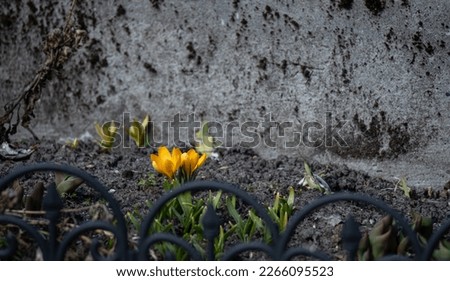 Golden saffron. The first spring flowers blooming in the garden bed in spring. Signs of spring.