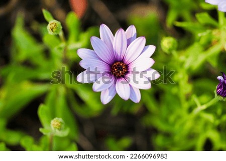 An isolated African Daisy with depth of field background.
