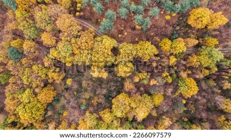 Beautiful colored forest seen from above. Aerial drone footage of Belgian forest in Antwerp in autumn shot by a drone. High quality photo Royalty-Free Stock Photo #2266097579