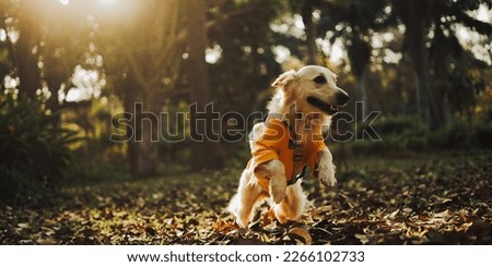 adorable Golden Retriever running in the park