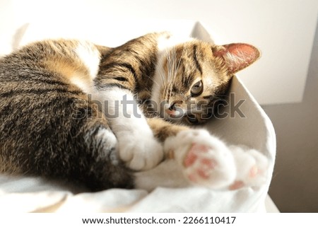 Cute Tabby Cat, with White Paws, Green Eyes and a Red Nose
