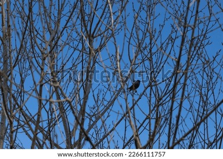 Intertwining of branches and black bird, blue sky background.