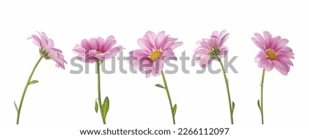 pink daisies on a white isolated background Royalty-Free Stock Photo #2266112097